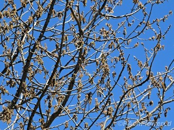 Plant in flower