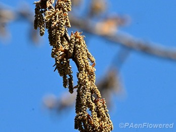Catkins