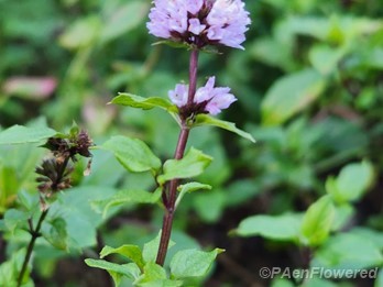 Flower & leaves