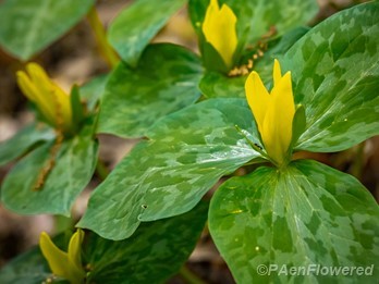 Plant in flower