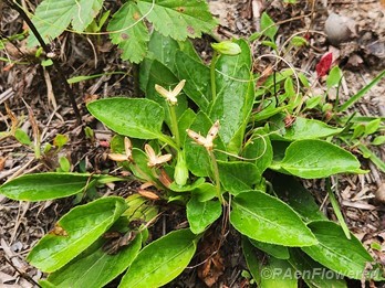 Post-fruiting plant