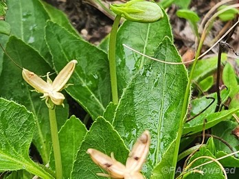 Ripening fruit and open seed capsules