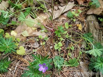 Leaves and flower