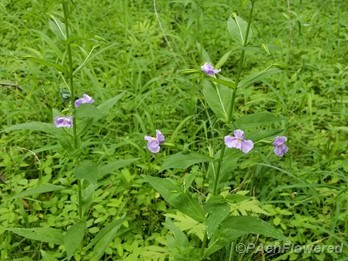 Plant form & habitat