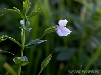 Flower and leaves