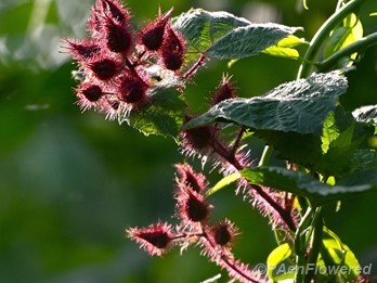 Plant in early fruit