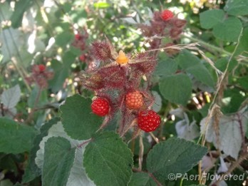 Thimbleberry