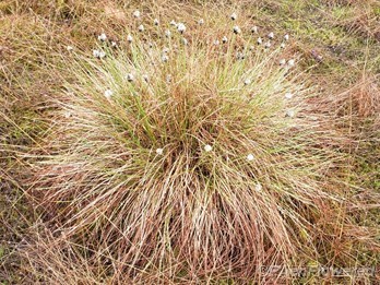 Tussock cottonsedge