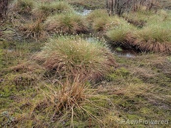 Plant form & habitat