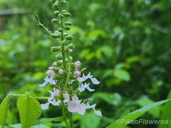 Wild Germander