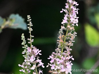 Plant in flower
