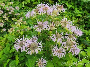Plant in flower