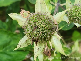 Seed head