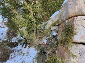 Adaptation to substrate