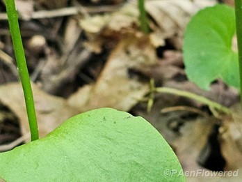 Plant form
