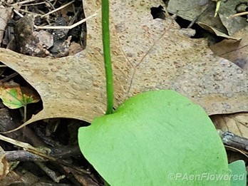 Leaf