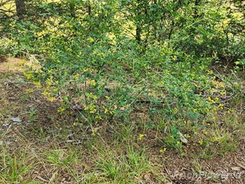 Plant form and habitat
