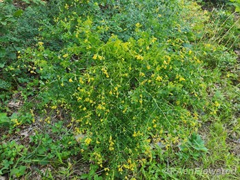 Plant form