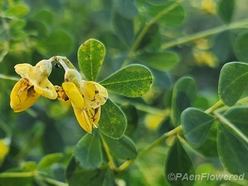 Flower and leaf