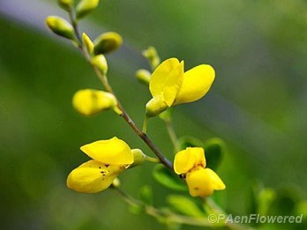 Yellow Wild Indigo