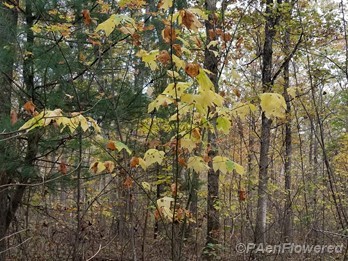 Plant form & habitat