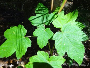 Leaves