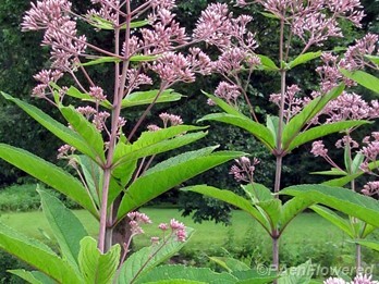 Plant form & habitat