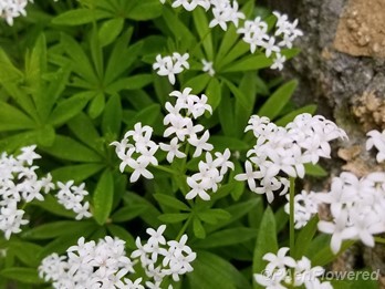 Plants in flower