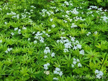 Plant form & habitat