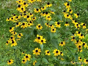 Plants in flower