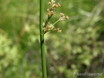 Plant in flower