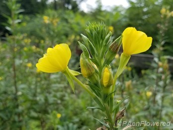 Evening Primrose