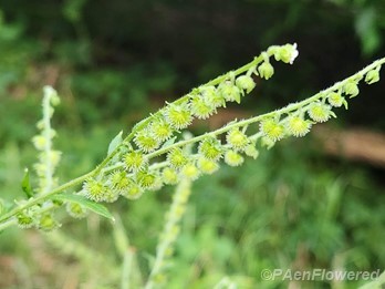 Forming fruit