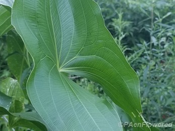 Broad leaf variation