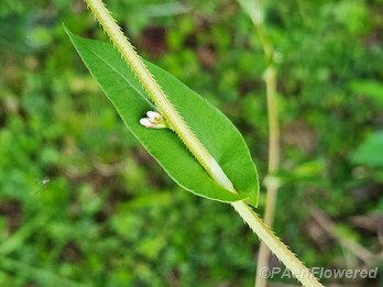 Leaf & flower