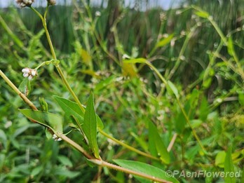 Plant form