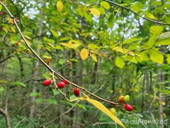 Branch in fruit