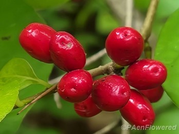 Fruit