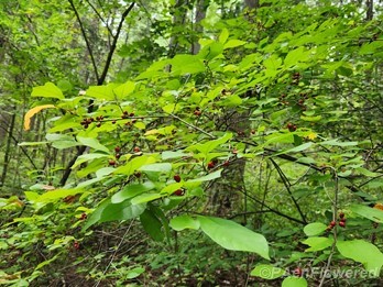Tree in fruit