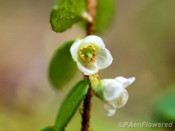 Plant in flower