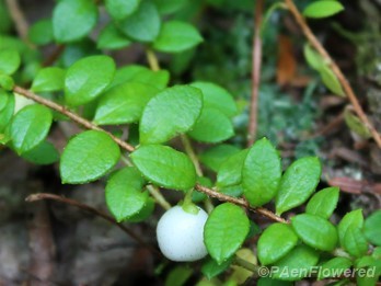 Creeping Snowberry