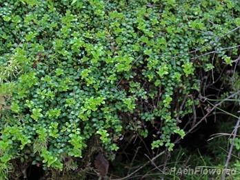 Carpet formed by prostrate stems