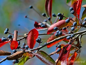 Plant in fruit