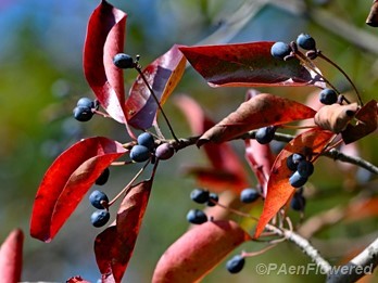 Fall foliage & fruit