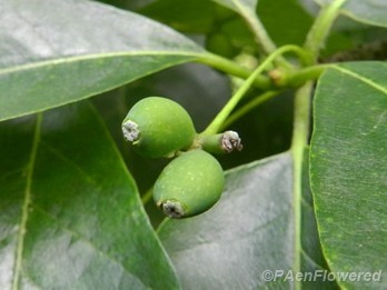 Unripened fruit