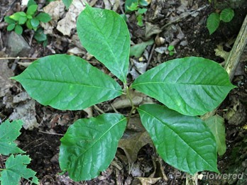 Sapling showing leaf shape and arrangement