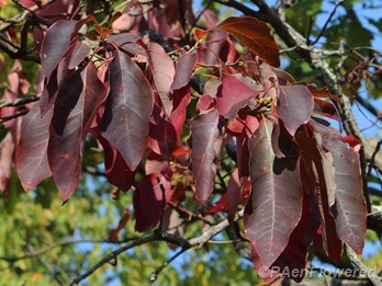 Fall color