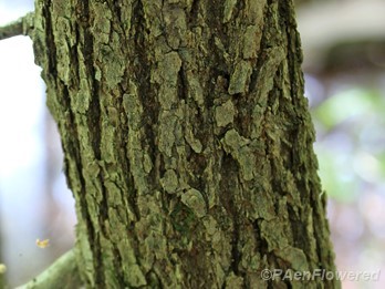Immature bark