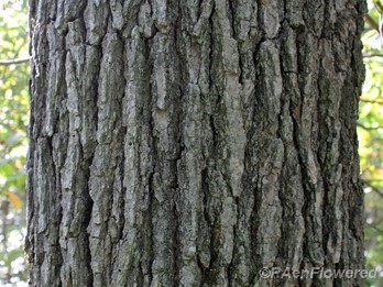 Mature bark