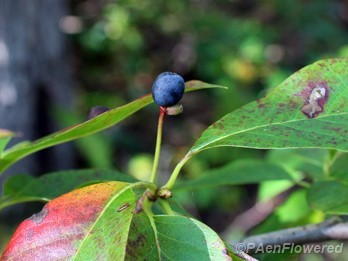 Ripened fruit